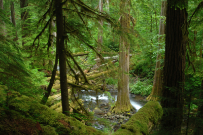 Lookout Creek old-growth forest