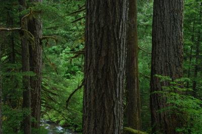 Lookout Creek old-growth forest