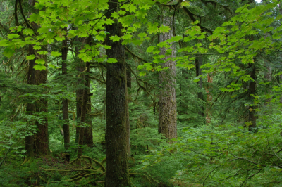 Mack Creek old-growth forest