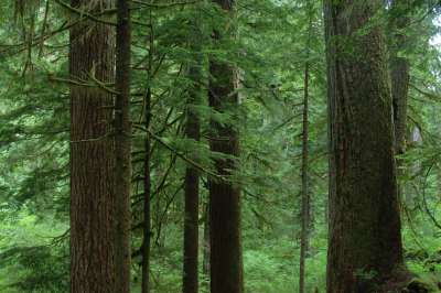 Mack Creek old-growth forest