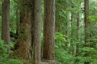 Mack Creek old-growth forest