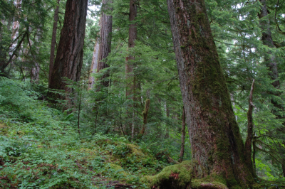 Mack Creek old-growth forest