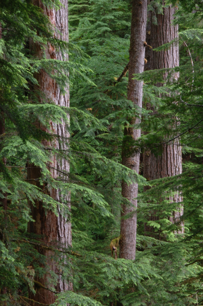 Mack Creek old-growth forest