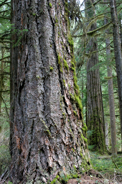Lookout Creek old-growth forest