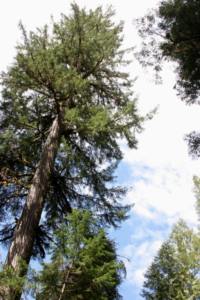 Lookout Creek old-growth forest