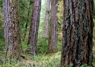 Lookout Creek old-growth forest