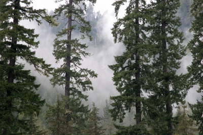 Lookout Creek old-growth forest