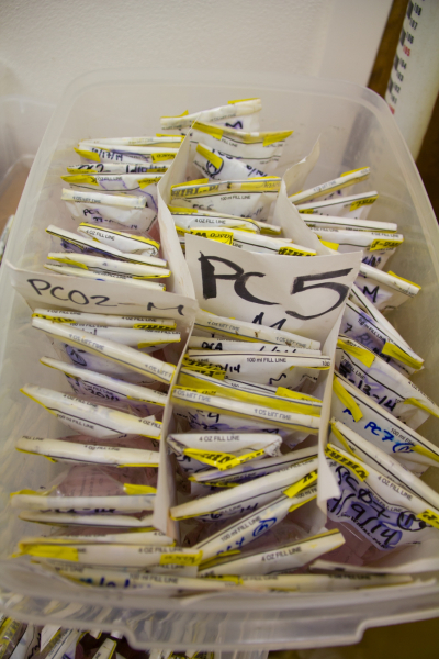 Insect lab work for the phenology project, July 2014