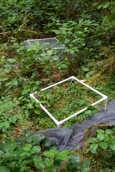 Plant Phenology field work, July 2014