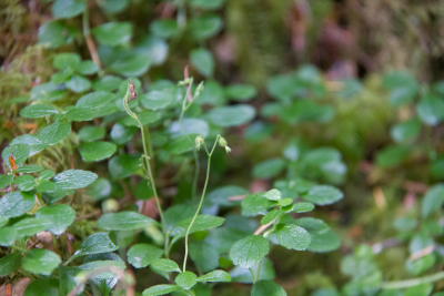 Plant Phenology field work, July 2014