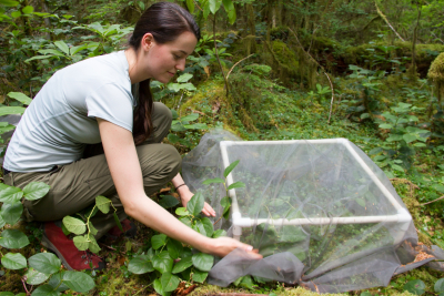 Plant Phenology field work, July 2014