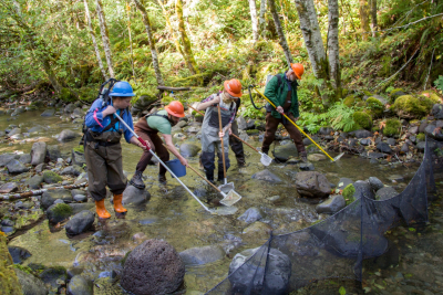 SCALER field work at the Andrews Forest