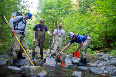 sampling fish and salamanders