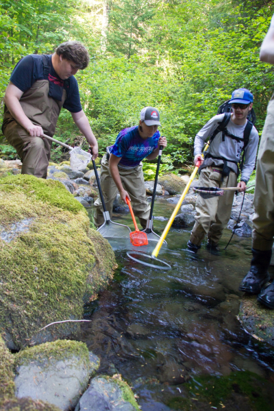 sampling fish and salamanders