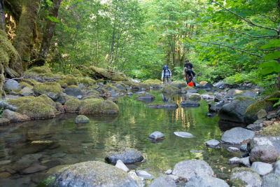 sampling fish and salamanders