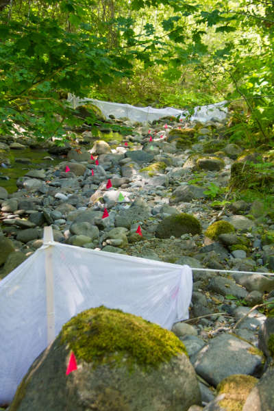 stream reach for salamander study