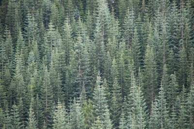 Andrews Forest field work, July 2016