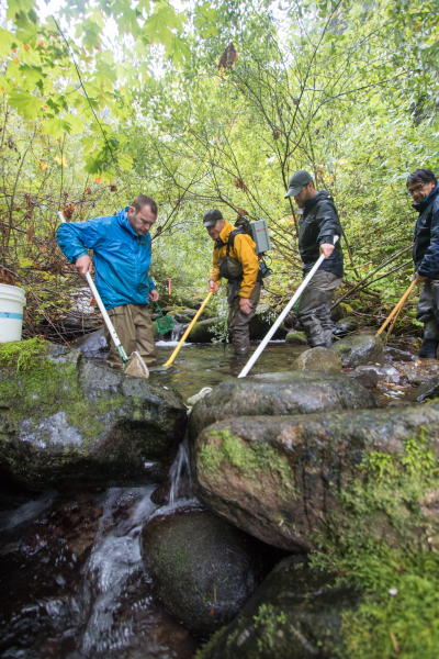 Mack Creek stream vertebrates study crew