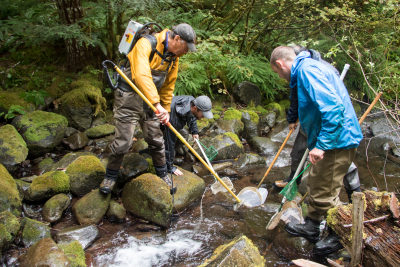 Mack Creek stream vertebrates study crew