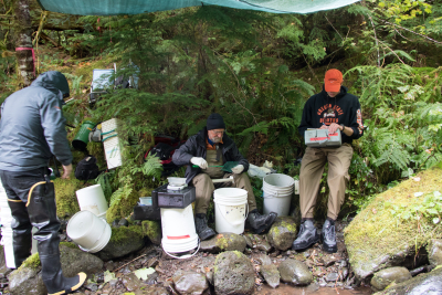 Mack Creek stream vertebrates study crew