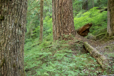 Pacific Northwest Permanent Sample Plot Program, Field work 2018