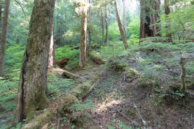 Pacific Northwest Permanent Sample Plot Program, Field work 2018