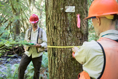 Pacific Northwest Permanent Sample Plot Program, Field work 2018