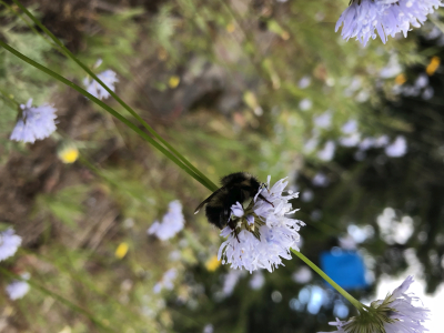 Bombus bifarius sleeping on Gilia capitata