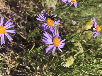 Megachile perihirta on Erigeron foliosus