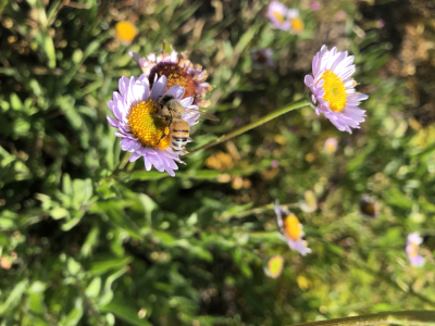 Apis mellifera on Erigeron foliosus