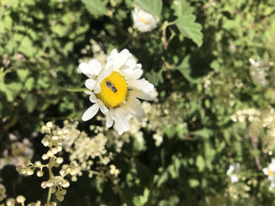 unknown bee species on Erigeron sp.