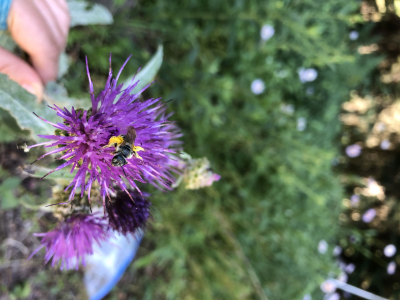 unknown bee species on Cirsium callilepis