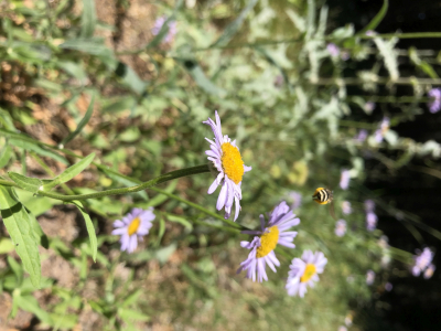 Megachilidae sp. on Erigeron foliosus