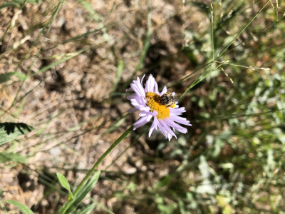 Megachilidae sp. on Erigeron foliosus