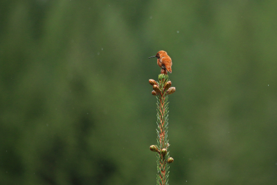Rufous hummingbird