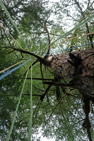 Lines for tree climbing