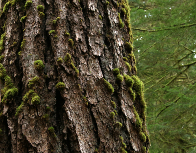 Douglas fir trunk
