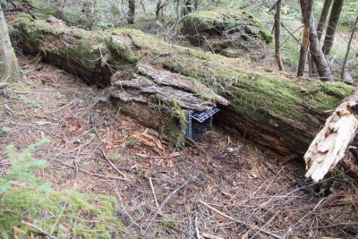 small mammal Tomahawk trap set in the forest