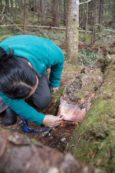OSU PhD student, Marie Tosa, checks small mammal trap