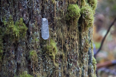 tree tag in the HJ Andrews Experimental Forest