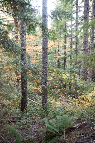 forest understory, HJ Andrews Experimental Forest