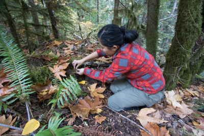OSU PhD student, Marie Tosa, resets a small mammal trap