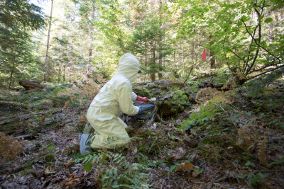OSU PhD student Marie Tosa preparing to chemically immobilize the spotted skunk inside the Tomahawk trap