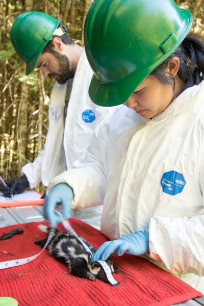 researchers measure the body length of a spotted skunk