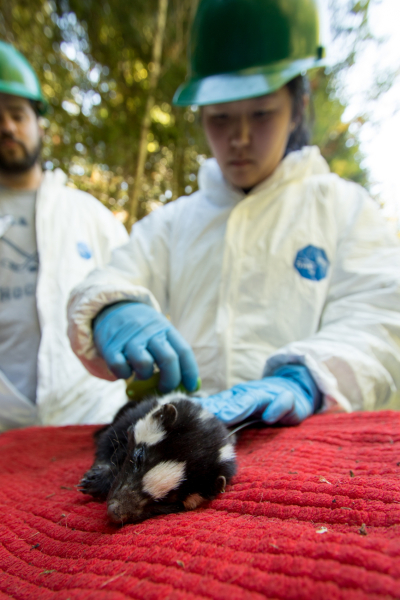 researchers check a spotted skunk for ectoparasites like ticks and fleas