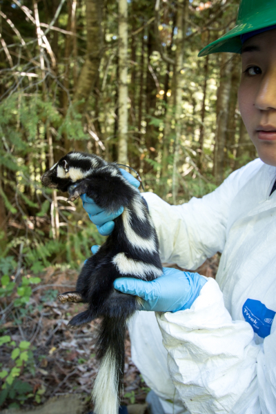 OSU PhD student Marie Tosa holds a spotted skunk