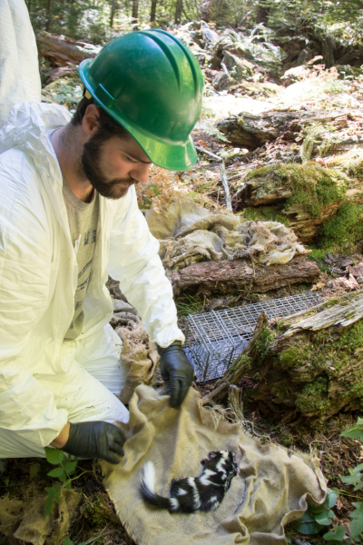 a researcher gently prepares to place the skunk back into the trap where it will be safe while it wakes up from sedative