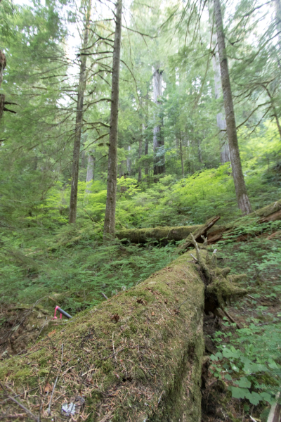 Old-growth stand in the H.J. Andrews Experimental Forest