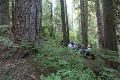 midterm review presentation in a stand of old-growth forest