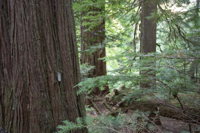 old-growth forest